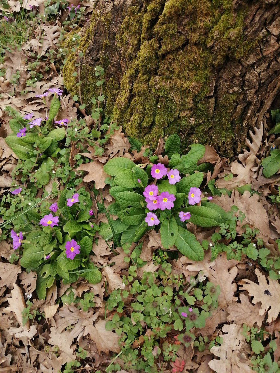 Rahmi Demir Kent ormanı.