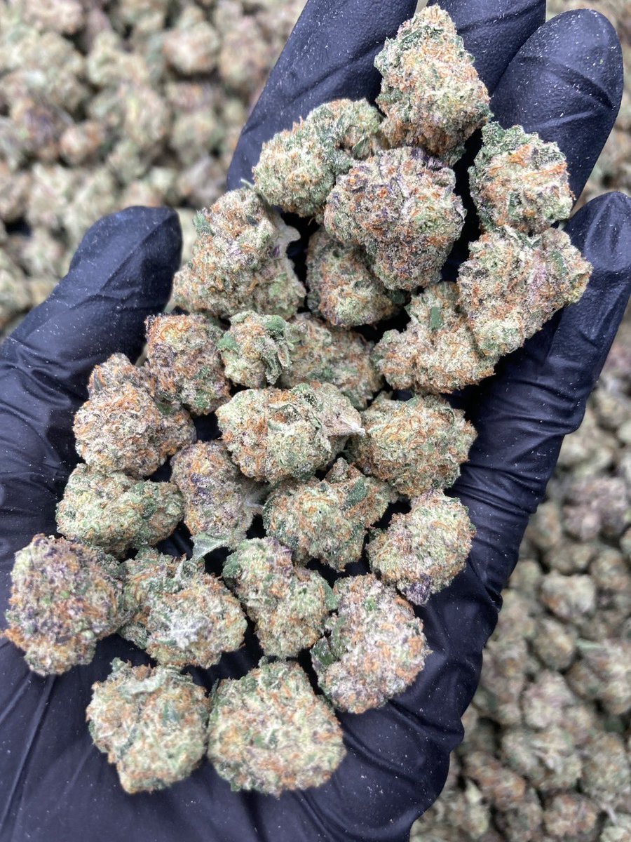 TopBuz89217's tweet photo. Huckleberry 🫐🌲
Indica60% Sativa40%
THC ≈ 25%
Flavors : 🫐 Berry · 🌲 Pine · 🌿 Herbal · 🌱 Earthy
Contact Line➡️ https://t.co/GkwiDZrYNS
#กัญชา #weed #กัญชากรุงเทพ #OG #สายเขียว #cannabis #กัญชาส่งGrab https://t.co/zUt69GshVT