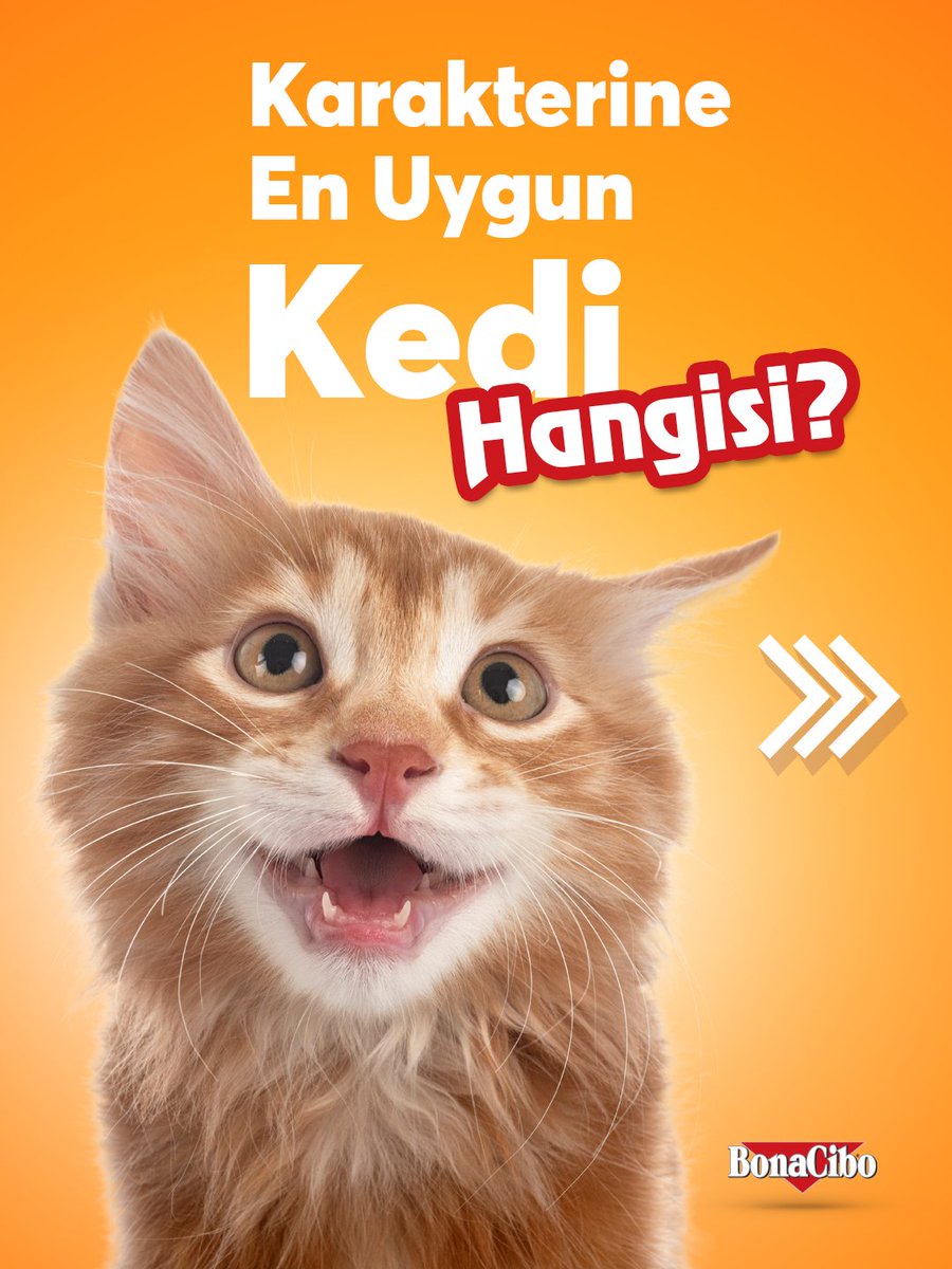 Bonacibo Cat & Dog Food tweet media