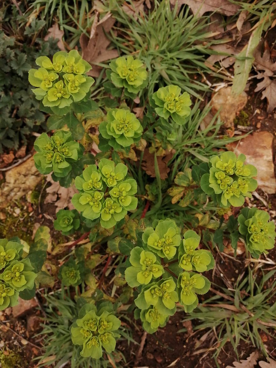 Yeşilin her tonu ayrı güzel. Sütleğen.