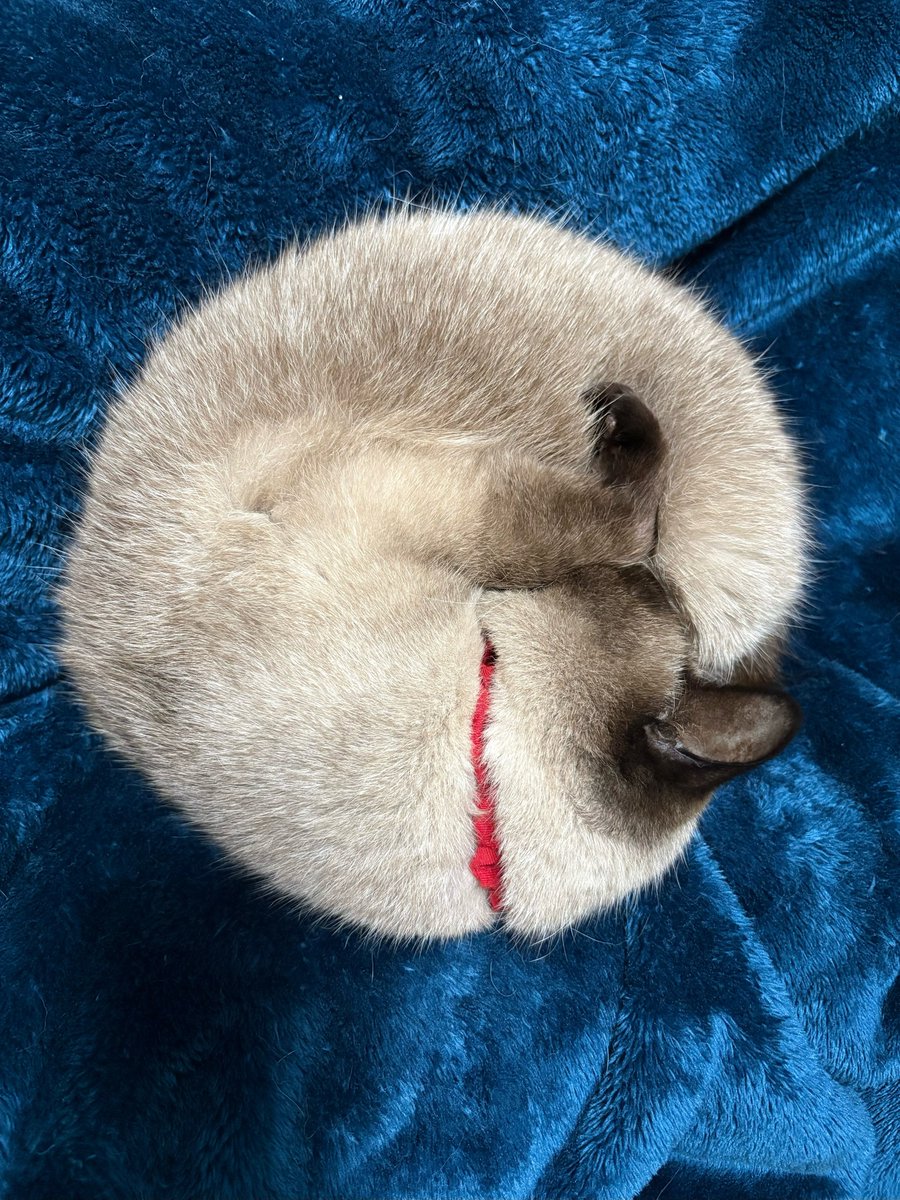 まんまる直角おてて