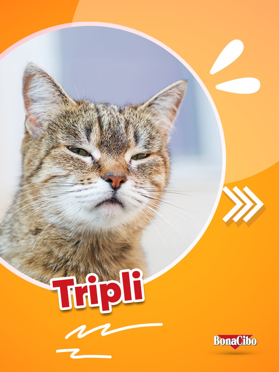 Bonacibo Cat & Dog Food tweet media