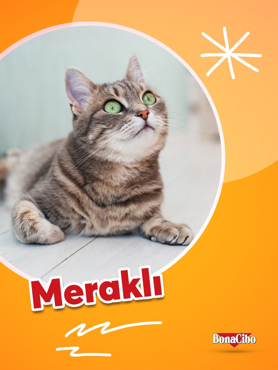 Bonacibo Cat & Dog Food tweet media