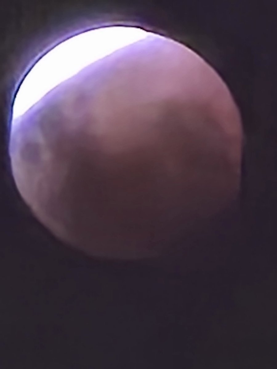 animal chin tweet media