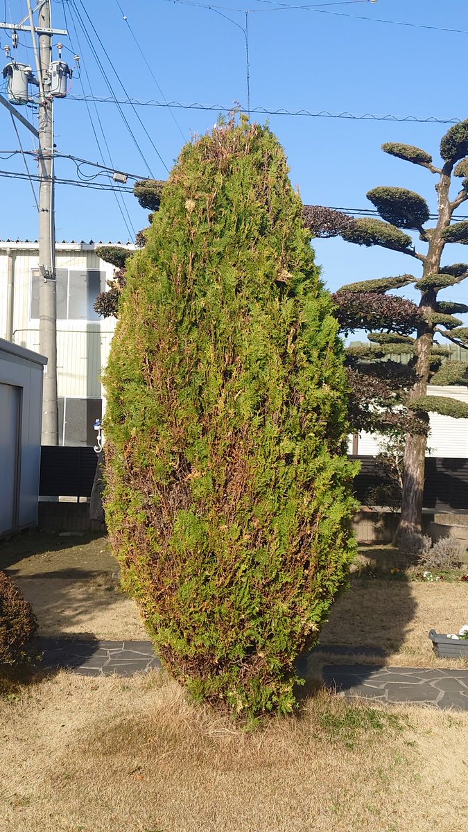 おまめさん tweet media