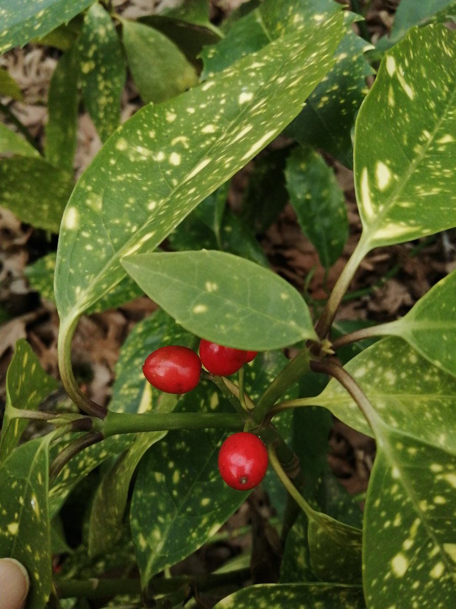 Rahmi Demir Kent ormanı.