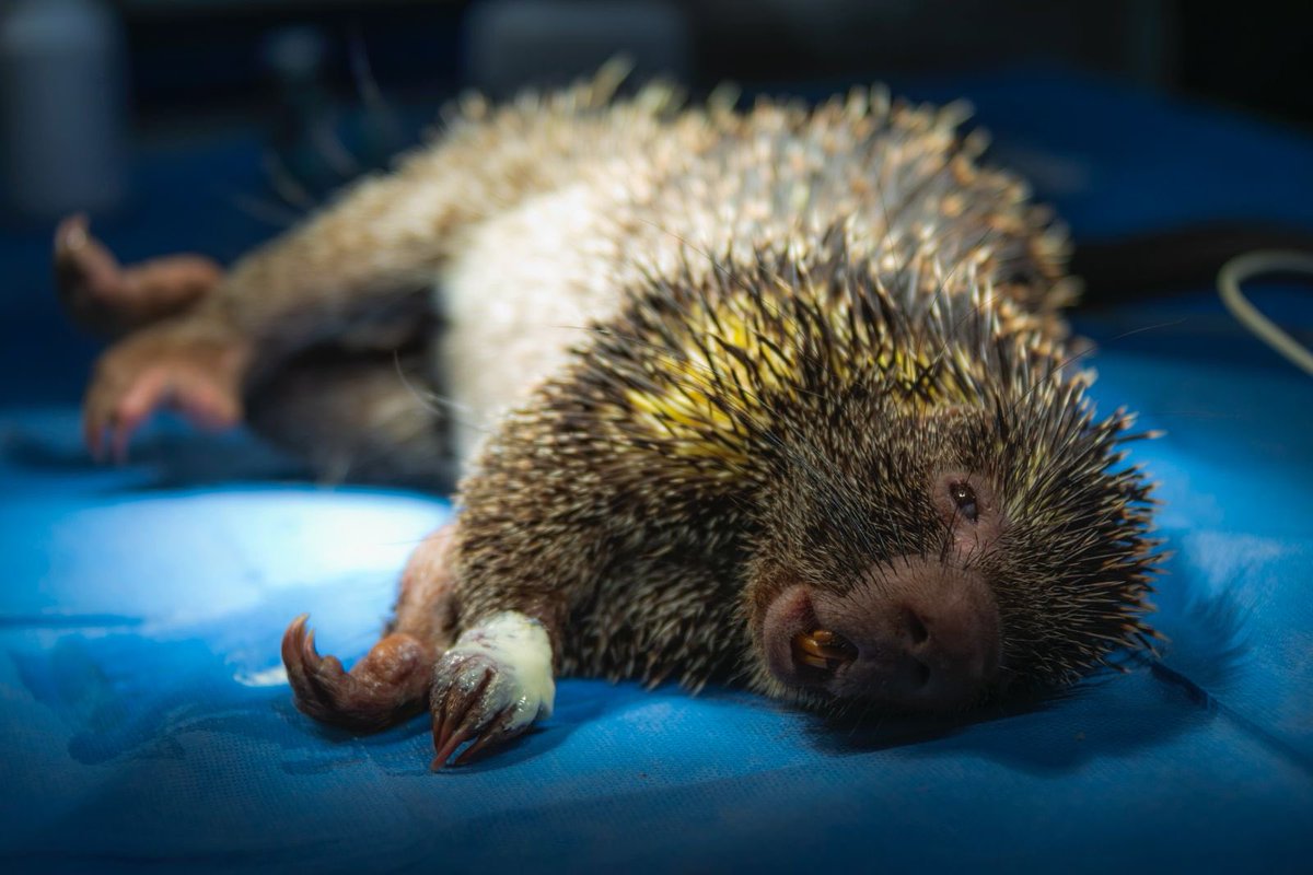 Alfred_Balle's tweet photo. 93 animales silvestres murieron atropellados en la jurisdicción, durante el 2025. No son solo cifras, son vidas que se perdieron por imprudencias viales. 

Solo en enero del 2026 se registraron 11 casos más. 

Hoy, en el Día Mundial de la Vida Silvestre, reiteramos nuestro llamado desde la autoridad ambiental:

Disminuye la velocidad
Respeta la señalización
Mantente alerta 
Protege la vida silvestre

En la vía también hay vida. Cuidemos juntos nuestra fauna silvestre.💚
