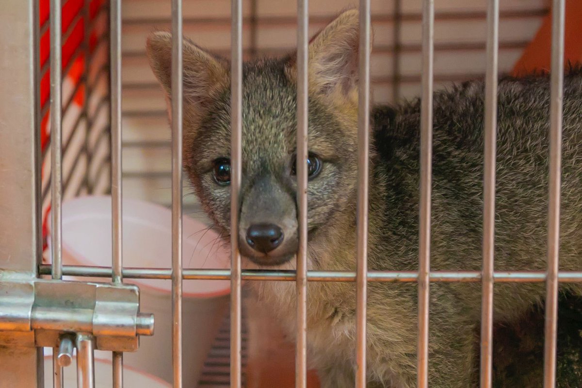 Alfred_Balle's tweet photo. 93 animales silvestres murieron atropellados en la jurisdicción, durante el 2025. No son solo cifras, son vidas que se perdieron por imprudencias viales. 

Solo en enero del 2026 se registraron 11 casos más. 

Hoy, en el Día Mundial de la Vida Silvestre, reiteramos nuestro llamado desde la autoridad ambiental:

Disminuye la velocidad
Respeta la señalización
Mantente alerta 
Protege la vida silvestre

En la vía también hay vida. Cuidemos juntos nuestra fauna silvestre.💚