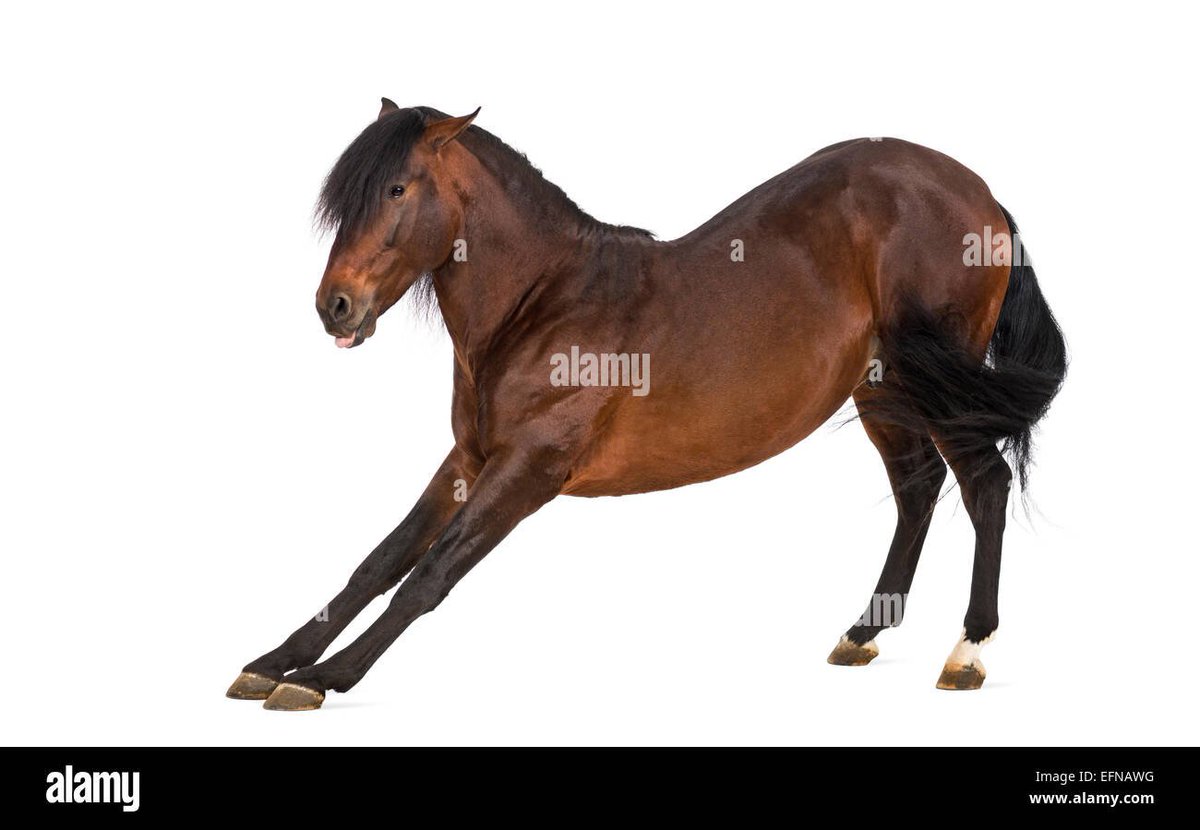 NaughtyNifleuse's tweet photo. @sassenspegel horses strech themselves sometimes, not always to that extend but it can look like that when they cannot do it fully (when they have a rider for example) https://t.co/BfunBamFCO