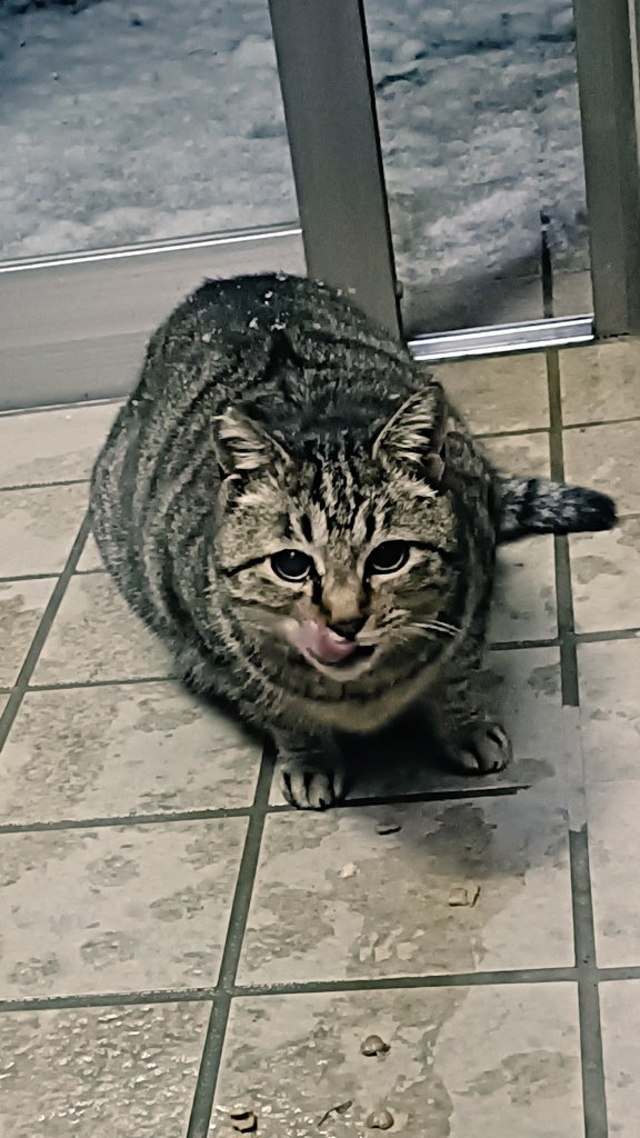 チビちゃん、背中に雪被っちゃって。玄関まで入ってくるとはよほど