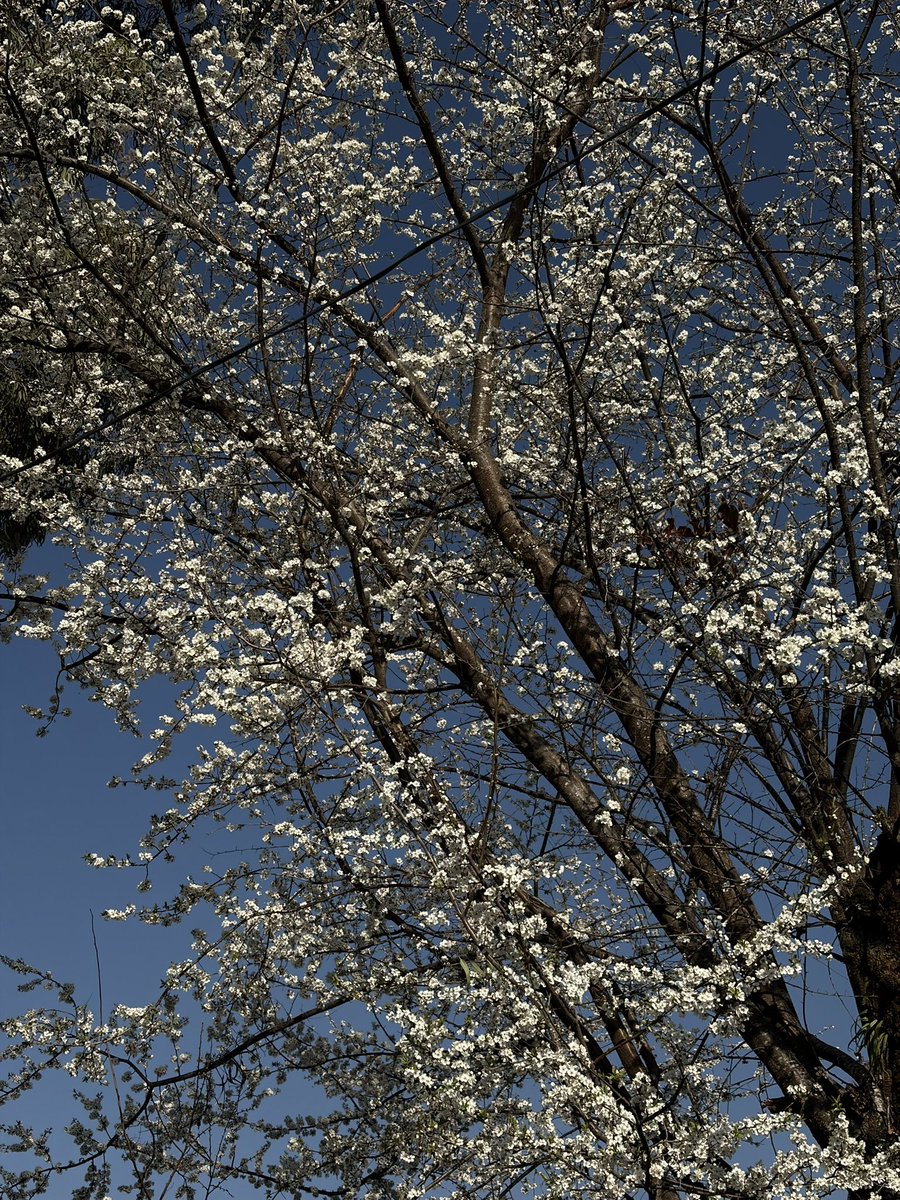 itsokaysometime's tweet photo. One late afternoon decided to take a walk and this happened;,
#spring https://t.co/RjEavptXpJ