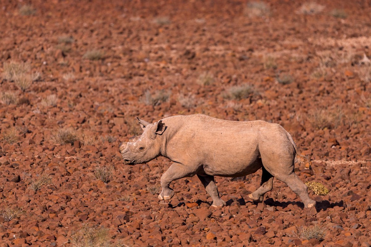 Save the Rhino Trust tweet media