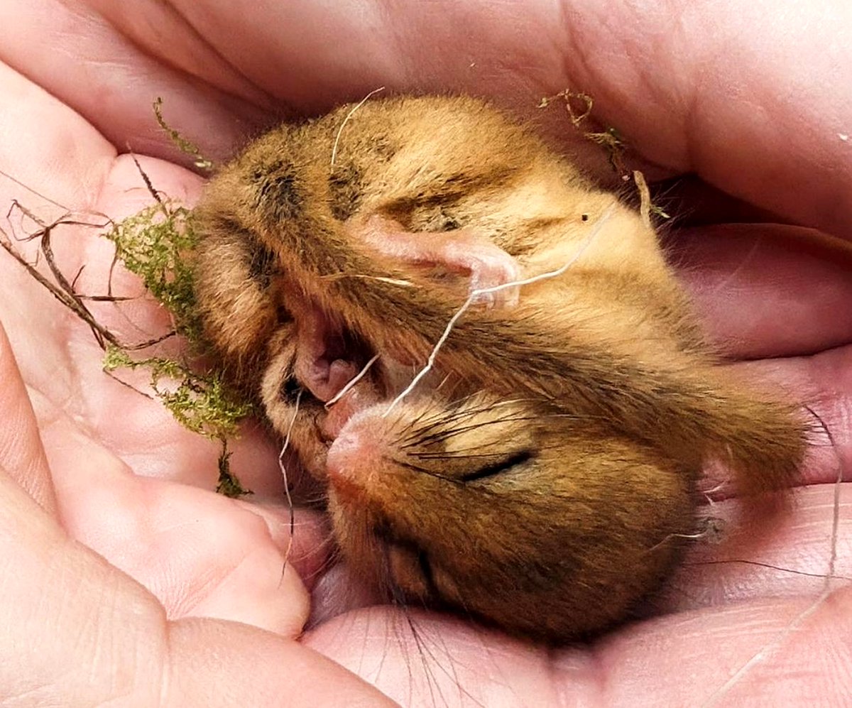 Forest of Dean District Council tweet media