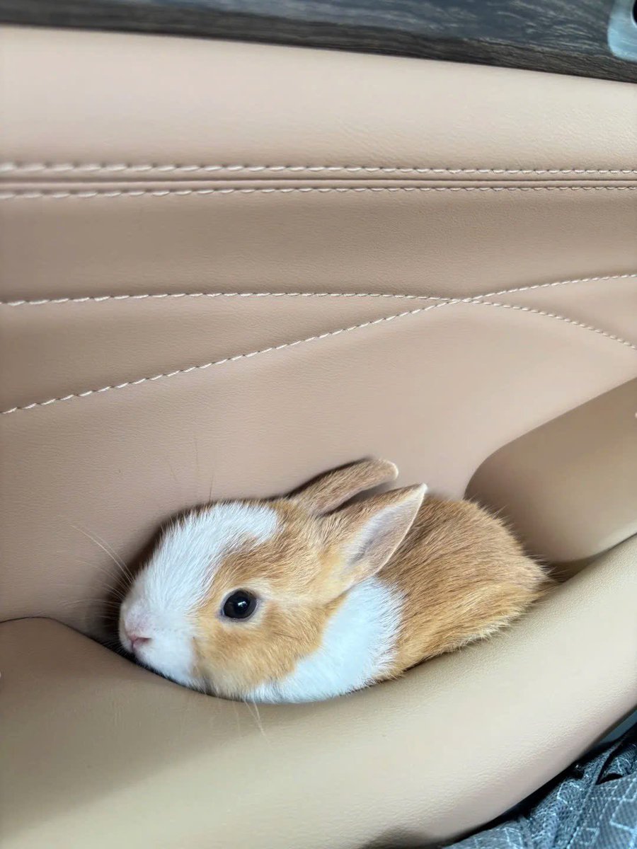 Why you should have a rabbit (@shouldhaverabit) on Twitter photo 