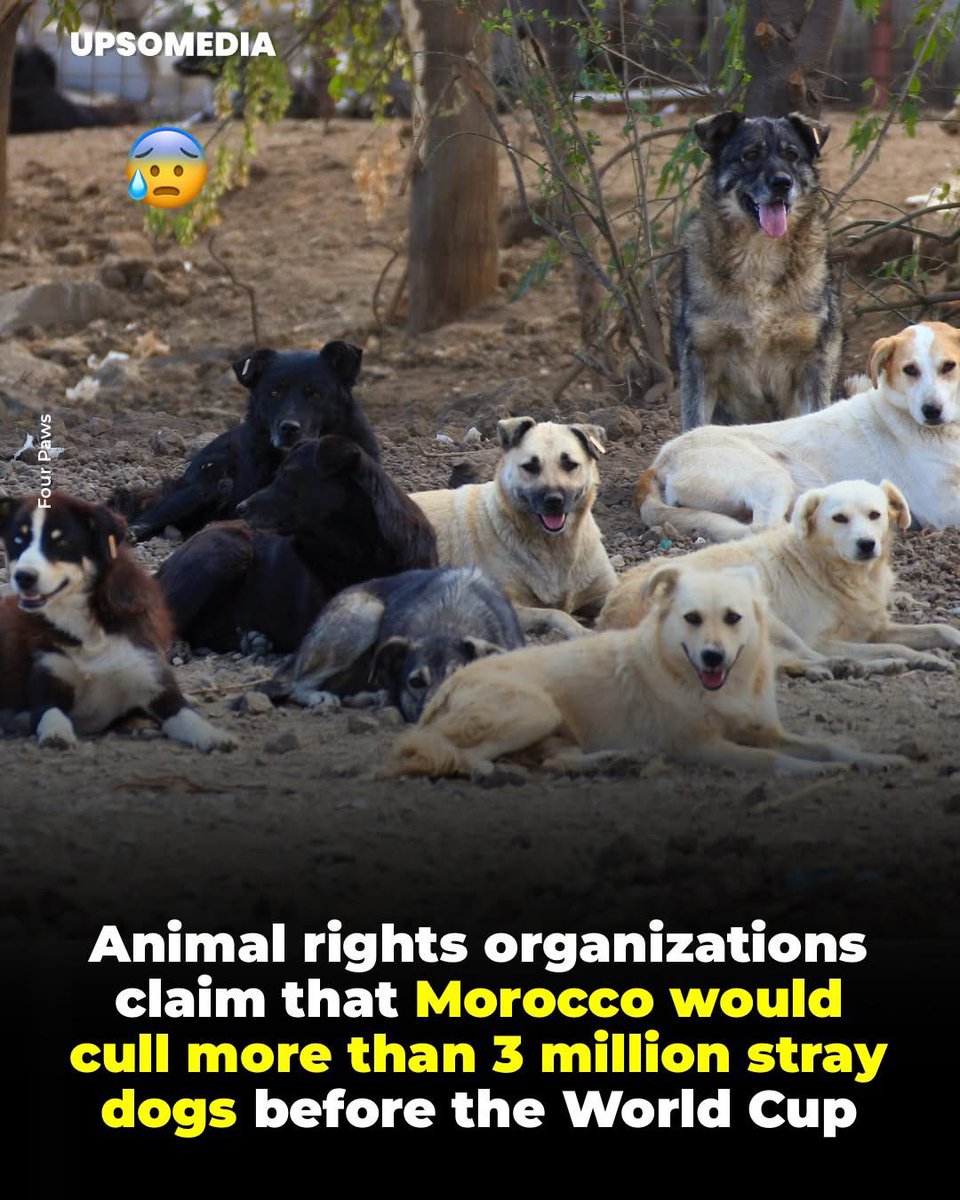 domdyer70's tweet image. Animal rights organizations have raised the alarm with FIFA over the alleged systematic killing of stray dogs in Morocco. According to organizations such as Eurogroup For Animals and Four Paws, this measure is intended to "clean up" the streets ahead of the 2030 World Cup,