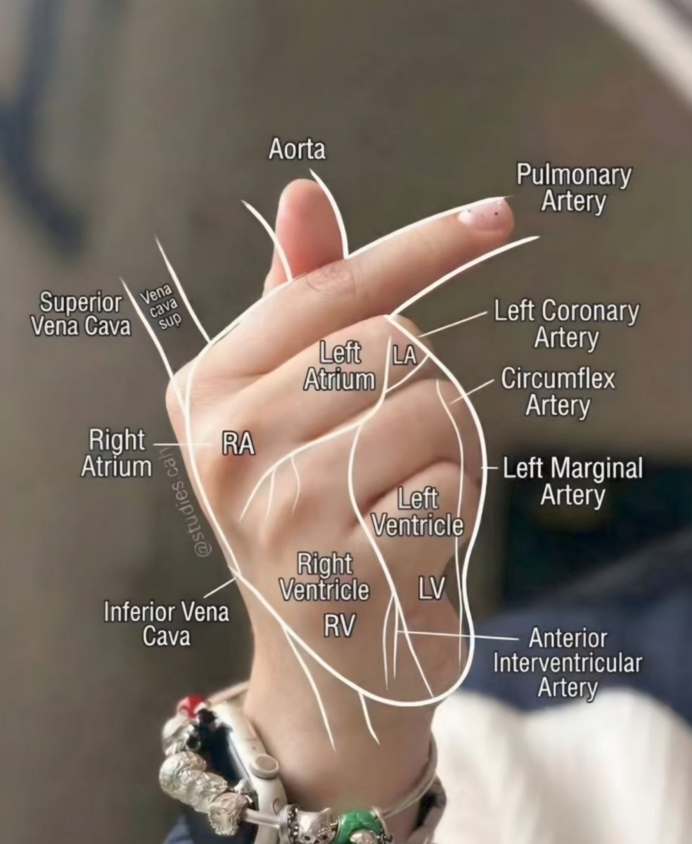 nervemed's tweet photo. Easy way to recall structures of the Heart https://t.co/uisYfjdRrL