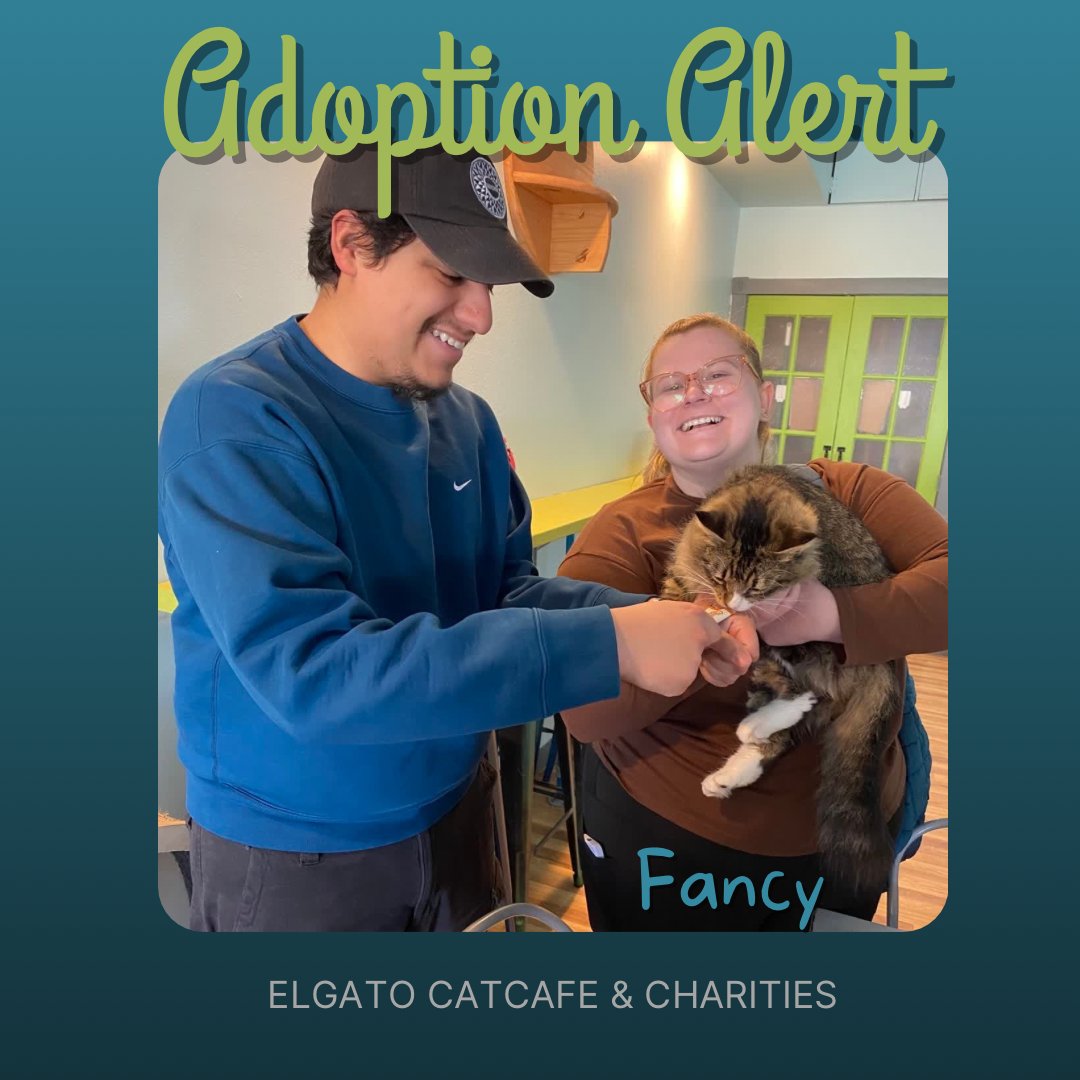 Fancy is adoption 1059❤️ Fancy wasted no time finding her furrever Pawrents. She’s filling their home with lots of love😻
Help us make more moments like this possible by visiting us at elgatocoffeehouse.com/bookmeow or donating at elgatocharities.org/get-involved

#adoptdontshop #adopted #meow