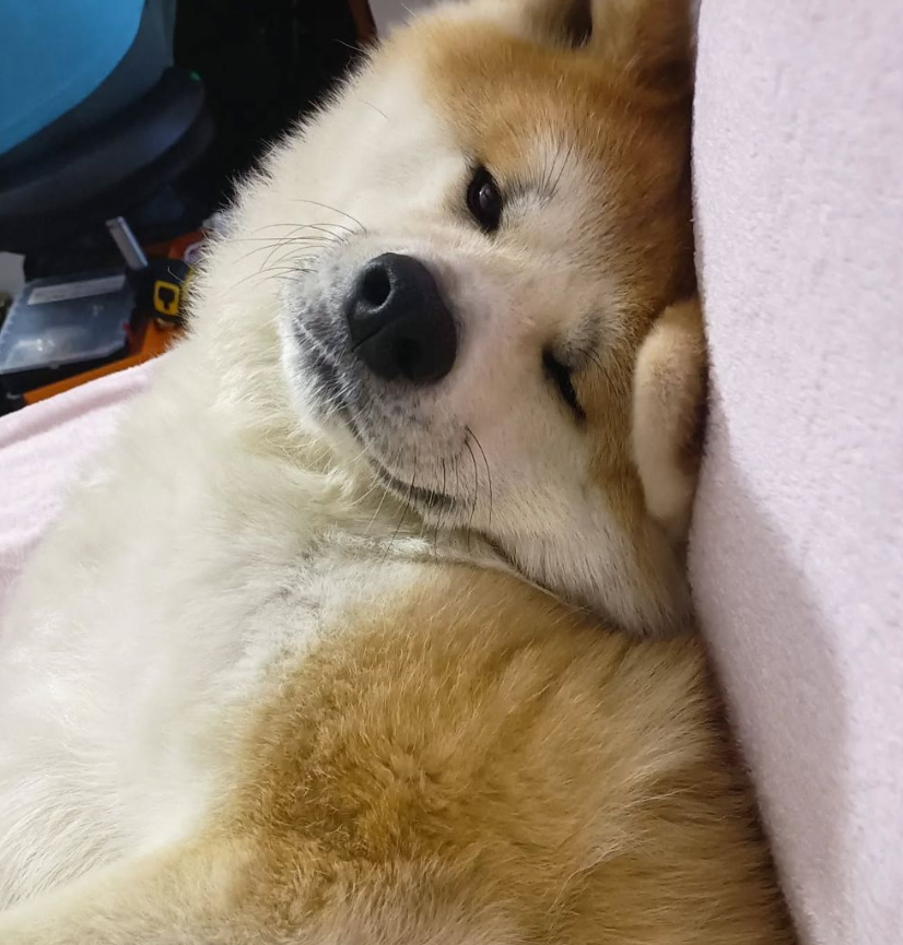 Sono stanco e non ho voglia di fare niente!! Buon pomeriggio da Yoshi!