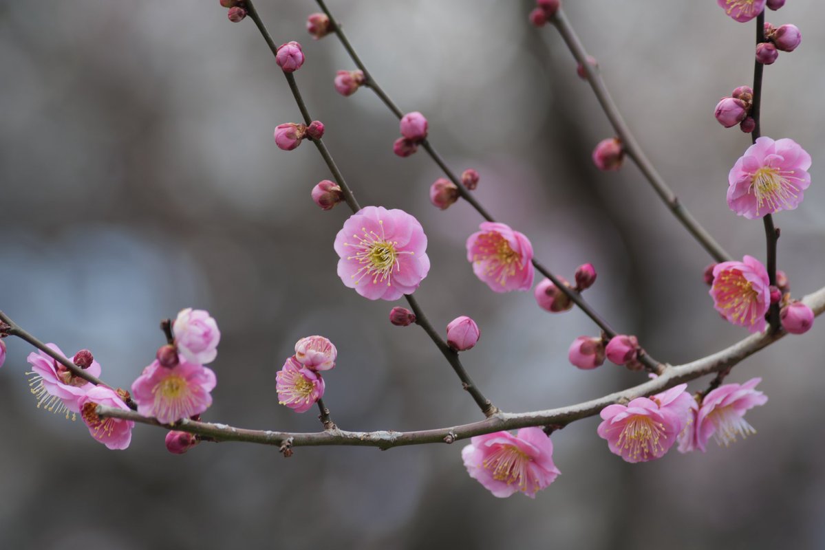 cuvik_f's tweet image. カメラ活動1170日目

LUMIX S5
AI AF Zoom Nikkor ED70-300mm F4-5.6D
#写真好きな人と繋がりたい