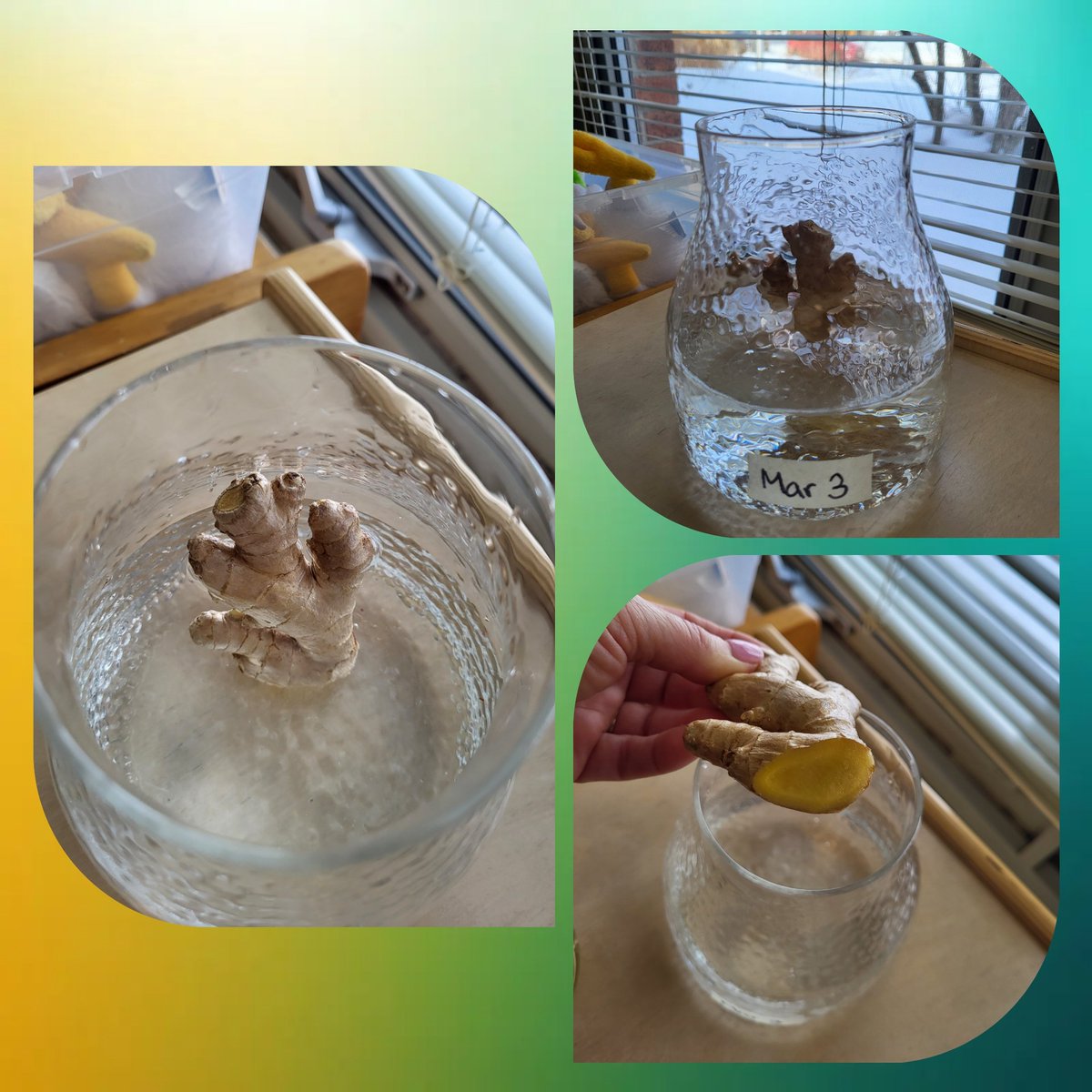 With this week's milder weather we're anxious for spring so we're trying a new experiment today. We smelled it, talked about the flavour &amp; how we eat it. We wonder how long before our ginger takes root? <a href="/ChapelHillOCSB/">Chapel Hill Catholic School</a>
<a href="/OttCatholicSB/">Ottawa Catholic School Board</a>