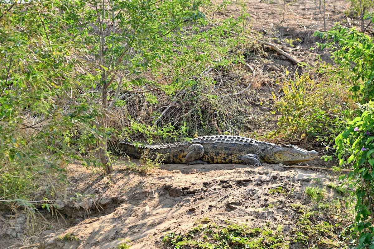 ZC_and_S's tweet photo. 3. 🐊🐘 Near Msuna Island, the Zambezi comes alive. From the decks of the ZT, spot elephants cooling by the riverbanks, hippos surfacing at dusk, and fish eagles soaring overhead. Every journey is a front‑row seat to Africa’s wild heart. 🌿✨

#ZambeziTrader #WildlifeExperience https://t.co/aJaEXSsUGo