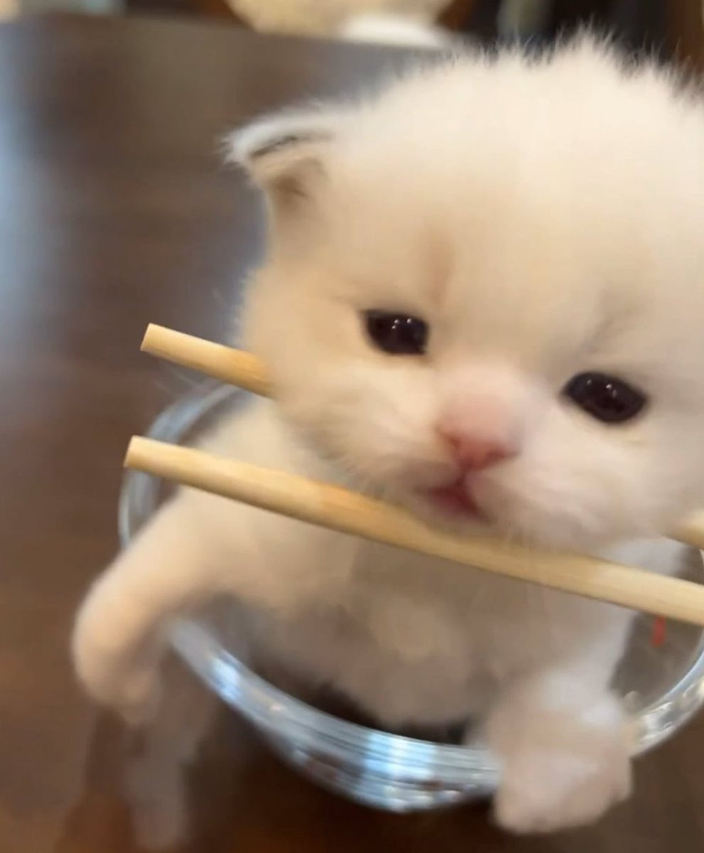 หงึ 🐱🥢