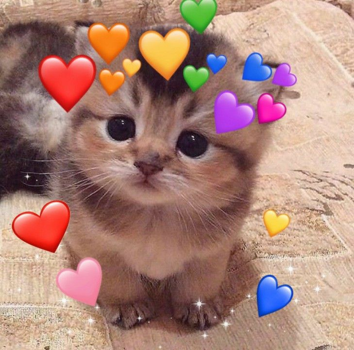 Axolootl |✨Work on my V2✨| tweet media