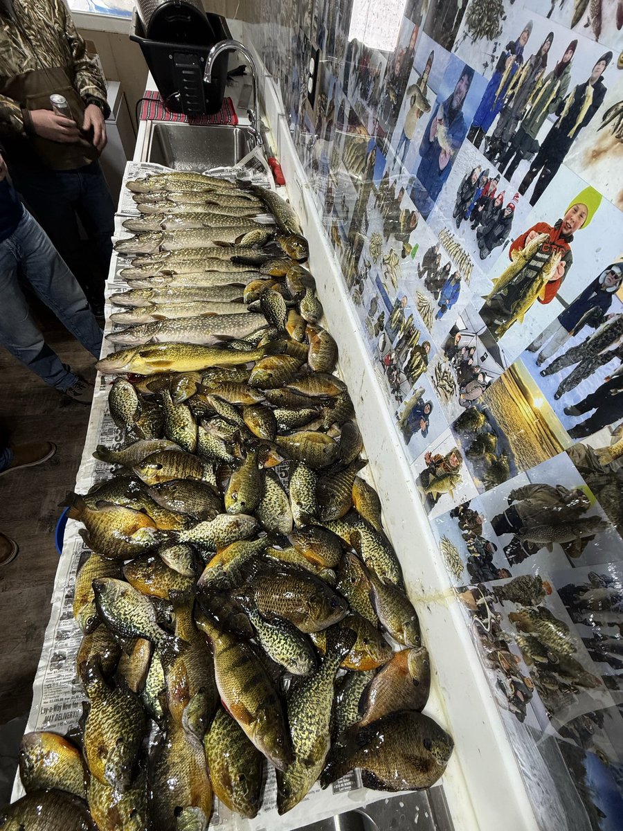 Smashed some panfish yesterday. Kept 84 assorted panfish, 16 pike, and a Walter.