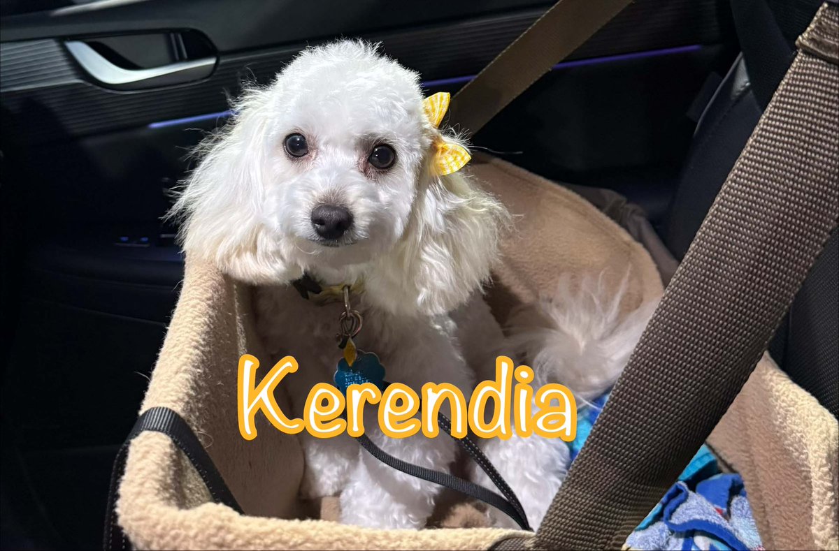 Dr. Acanthabella tweet media