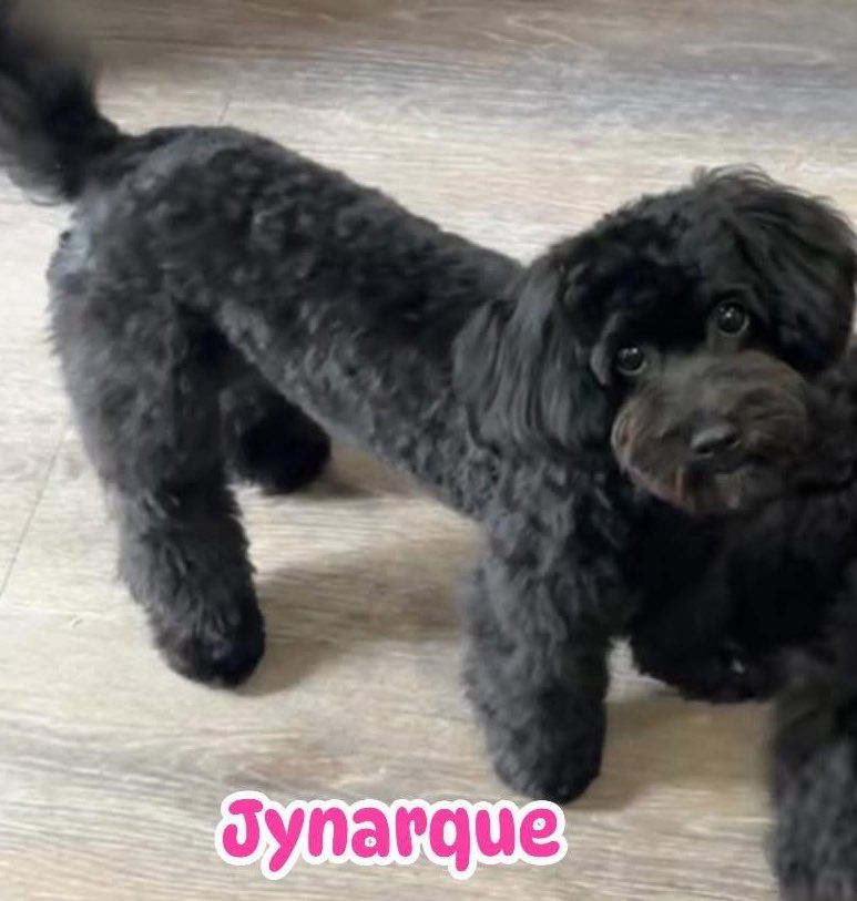 Dr. Acanthabella tweet media