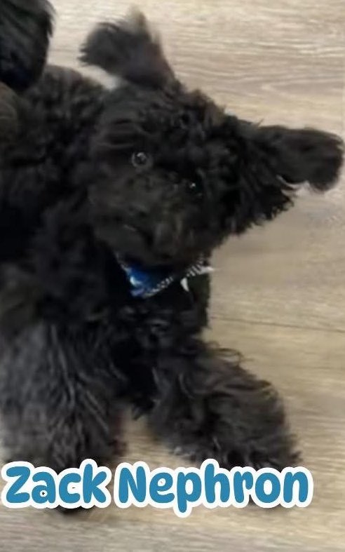 Dr. Acanthabella tweet media