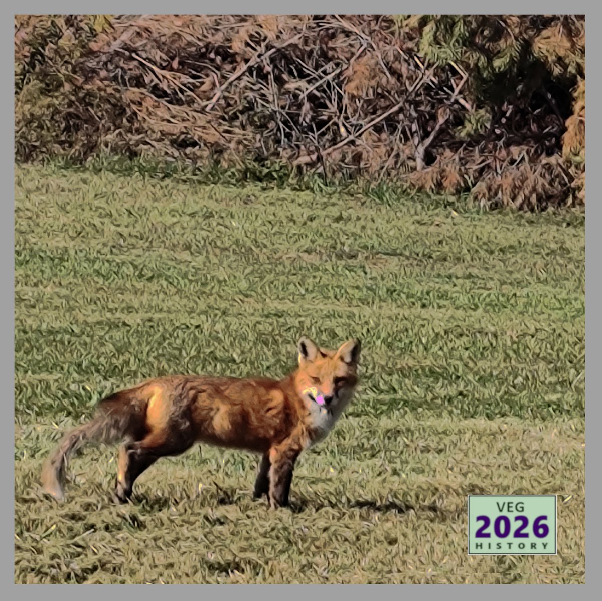 On World Wildlife Day, the AVC reminds you that your daily choices of what to eat and how to live can have a big impact on free-living creatures you don't happen to see—creatures of all kinds. Remember Horton's adage, "a person's a person, no matter how small."
