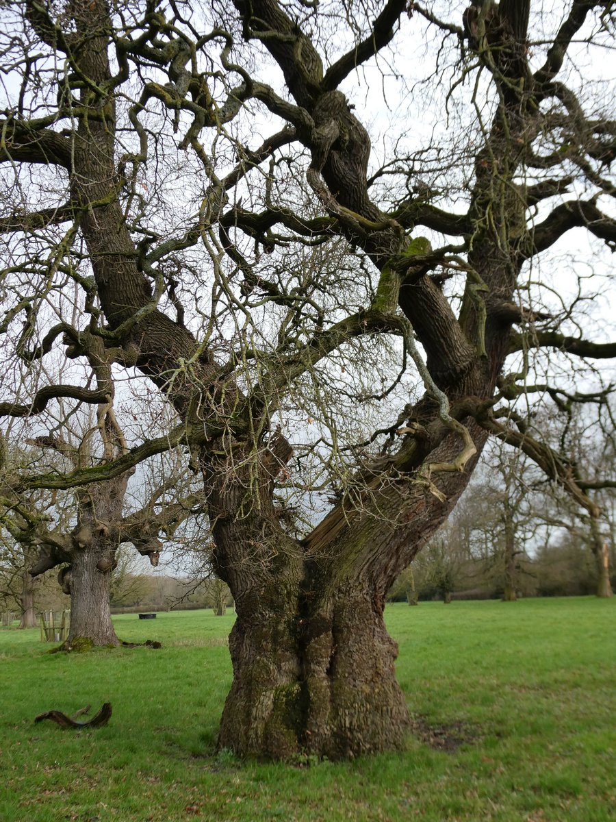 The many twists and turns of an Oak 🌳. #thicktrunktuesday
