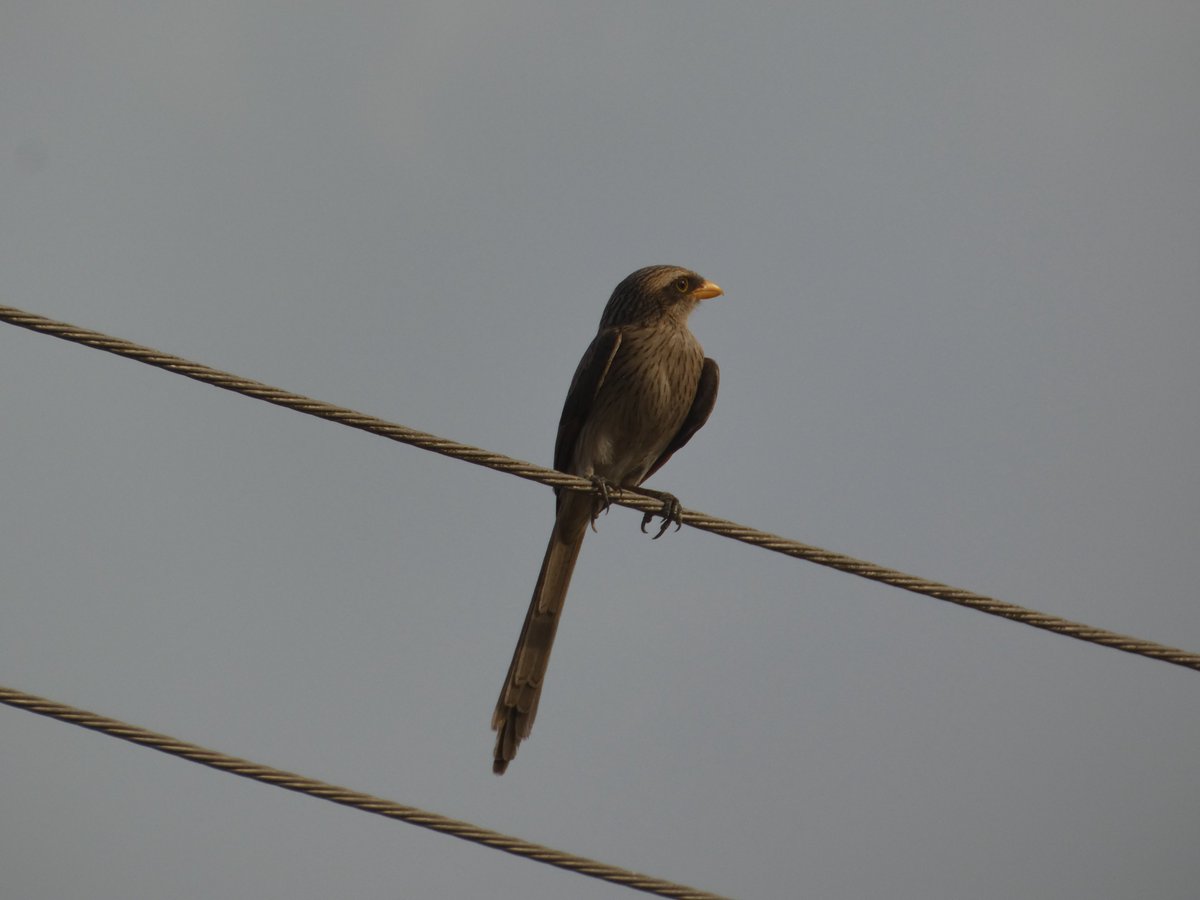 IITA Forest Center tweet media