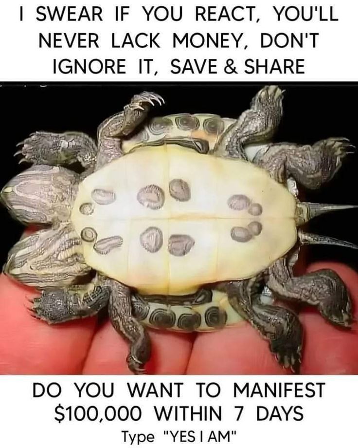 Law_of_attraction tweet media