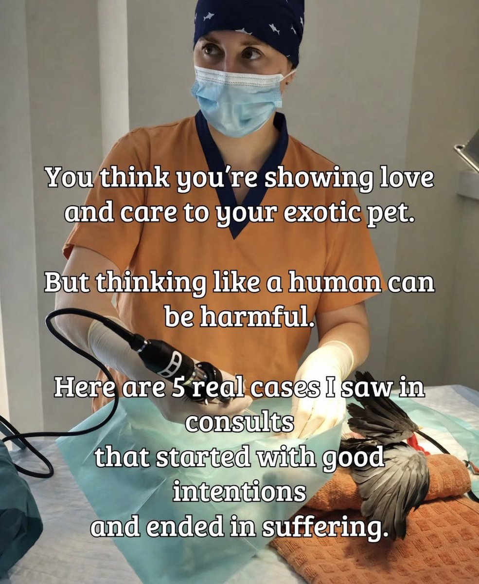 With all the attention on Punch the monkey, I think it’s a great time to post about the harm of treating/loving animals like humans. Please take a second to read and share. You could save an animals life. 🧵