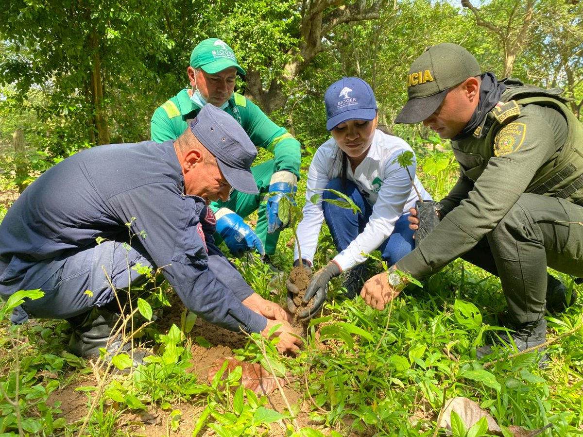 ReservaBR4's tweet photo. Soldados del Batallón de Ingenieros de Desminado Humanitario N.° 3, junto a la Policía del Cesar y la alcaldía de Pailitas, sembraron 1.200 árboles nativos en el Arroyo Hondo, protegiendo la principal fuente hídrica y fomentando cultura ambiental. https://t.co/dmKptVBVth