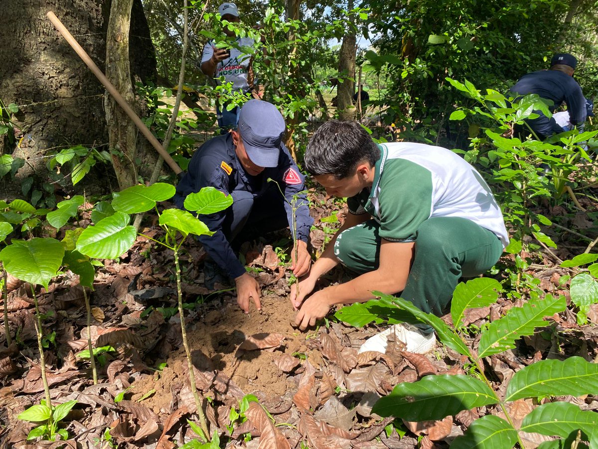 ReservaBR4's tweet photo. Soldados del Batallón de Ingenieros de Desminado Humanitario N.° 3, junto a la Policía del Cesar y la alcaldía de Pailitas, sembraron 1.200 árboles nativos en el Arroyo Hondo, protegiendo la principal fuente hídrica y fomentando cultura ambiental. https://t.co/dmKptVBVth