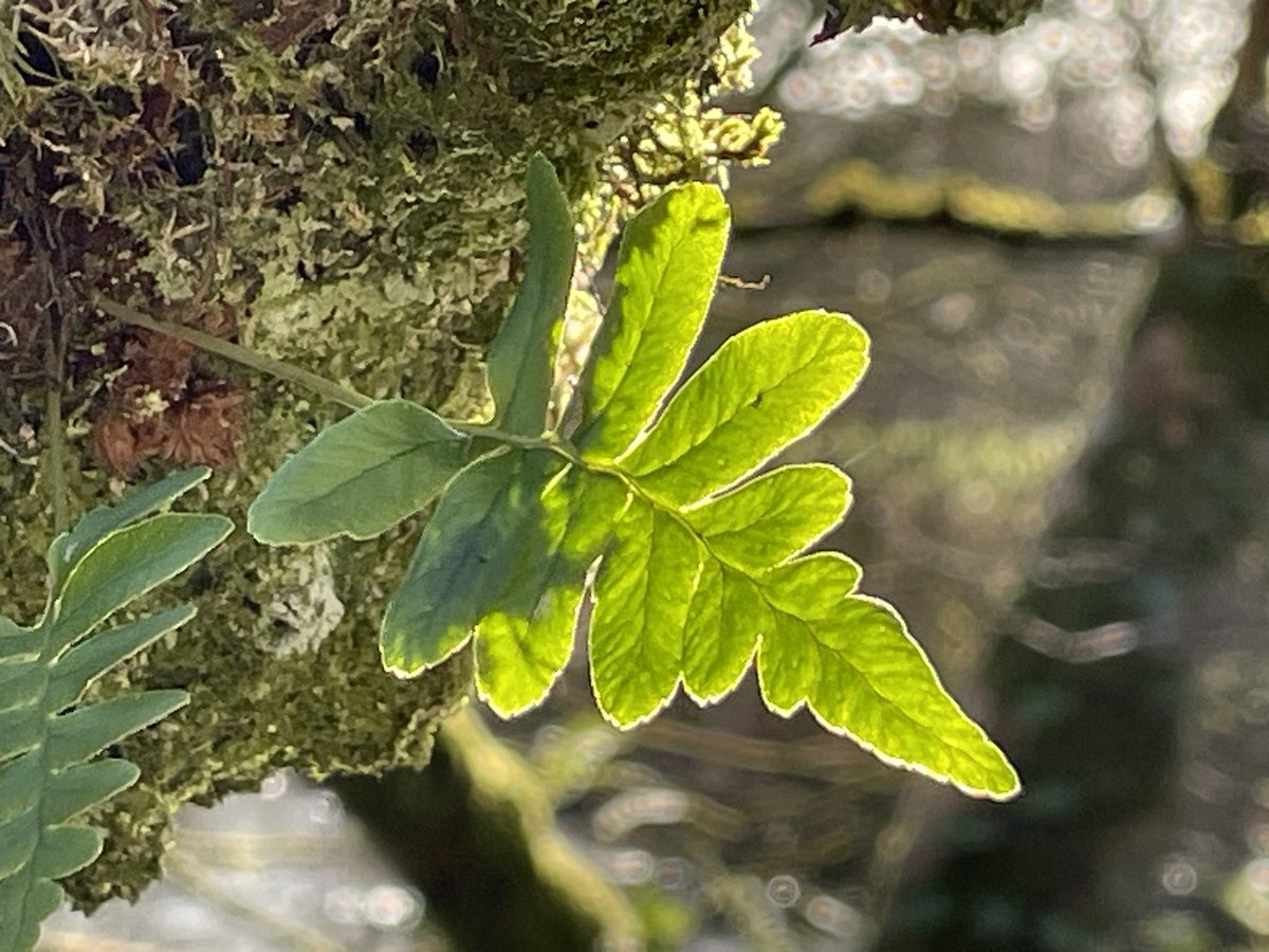 Cumbria Uni English tweet media
