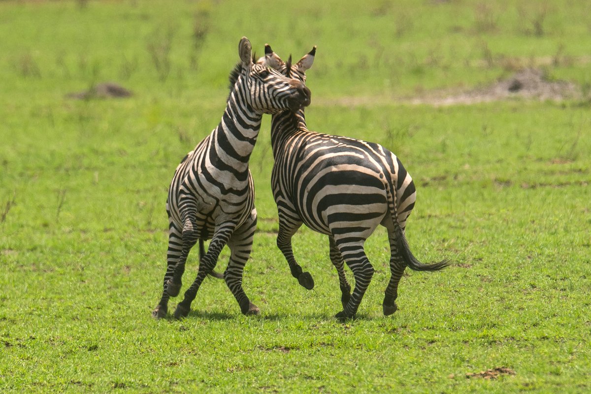 Mantis Akagera Game Lodge tweet media