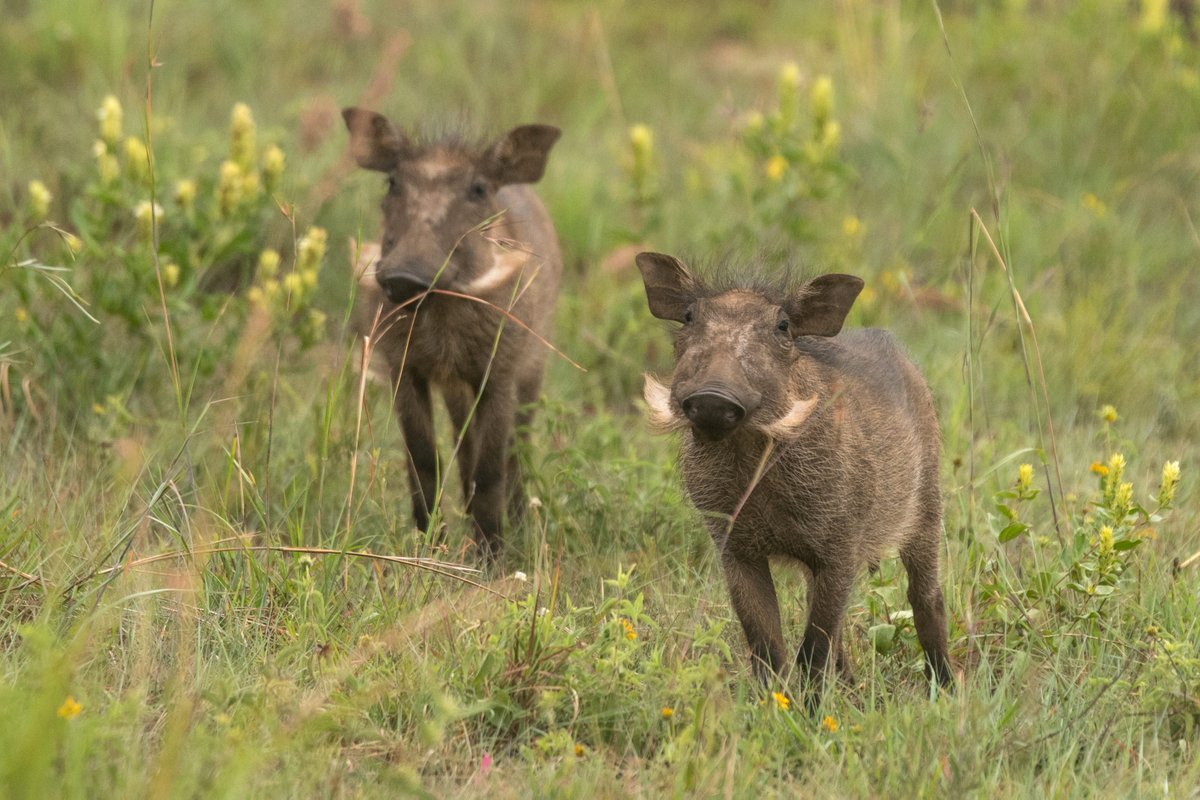 Mantis Akagera Game Lodge tweet media