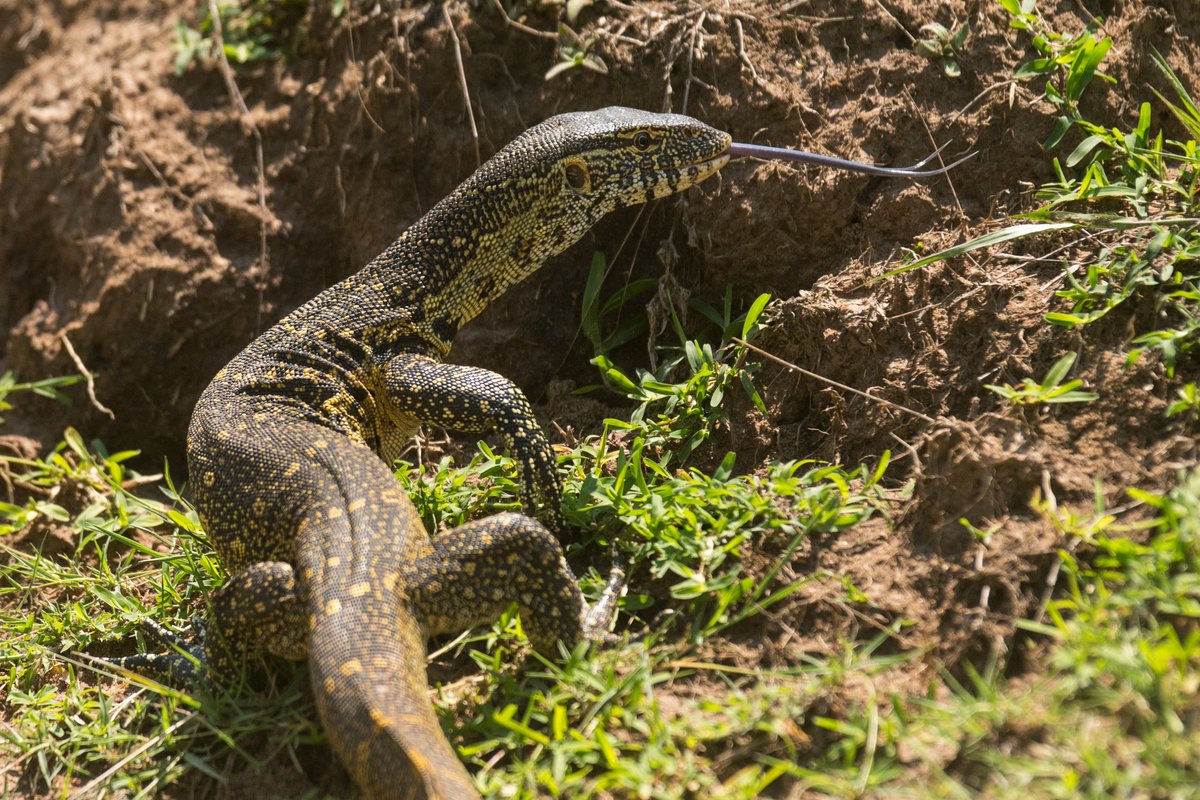 Mantis Akagera Game Lodge tweet media