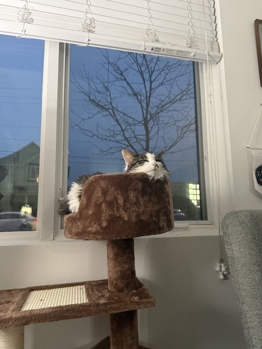 chewy & friends 🌈 lucy tweet media