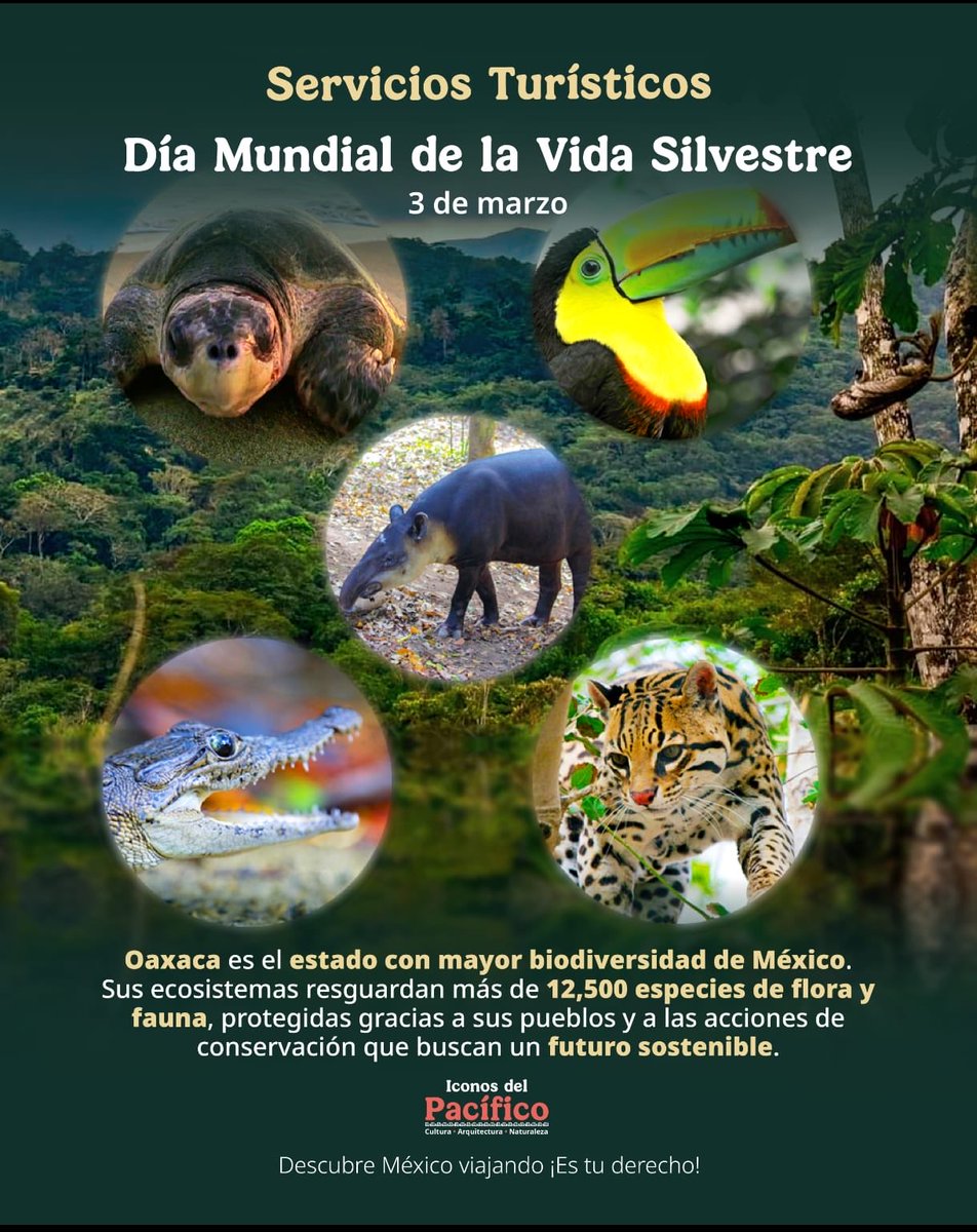 La vida silvestre es el alma de nuestros paisajes. 🐾🌿 
Cada especie cumple un papel vital en el equilibrio de nuestros ecosistemas; cuidarlas hoy es asegurar los viajes del mañana. ✈️
En Oaxaca, la naturaleza late con fuerza, protegerla es tarea de todos. 

 <a href="/SecturOaxaca/">SECTUR Oaxaca</a>