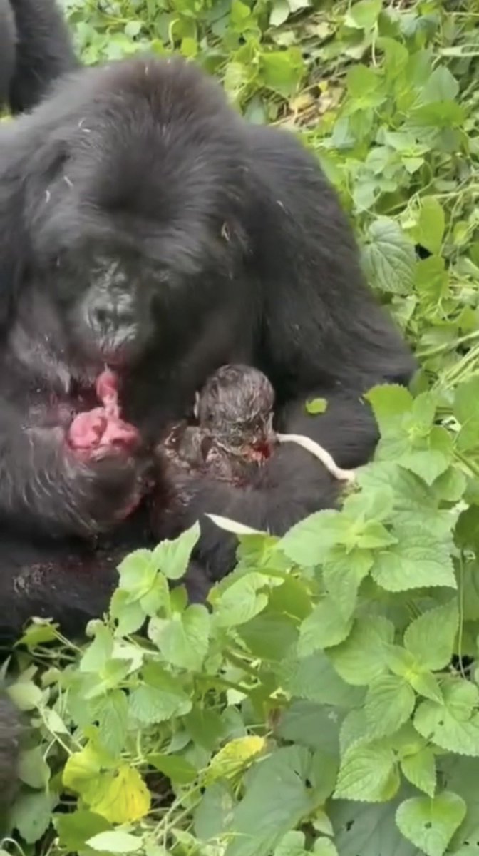 KkunSahNextICT's tweet photo. A female gorilla from the Habinyanja family in Bwindi gave birth in front of tourists yesterday and ate the placenta to regain energy. 🦍🥩

This rare ritual—witnessed by our clients—is a powerful reminder of the raw survival instincts in the wild
#GorillaTrekking #Uganda #Bwindi https://t.co/ev9SqiGGFi