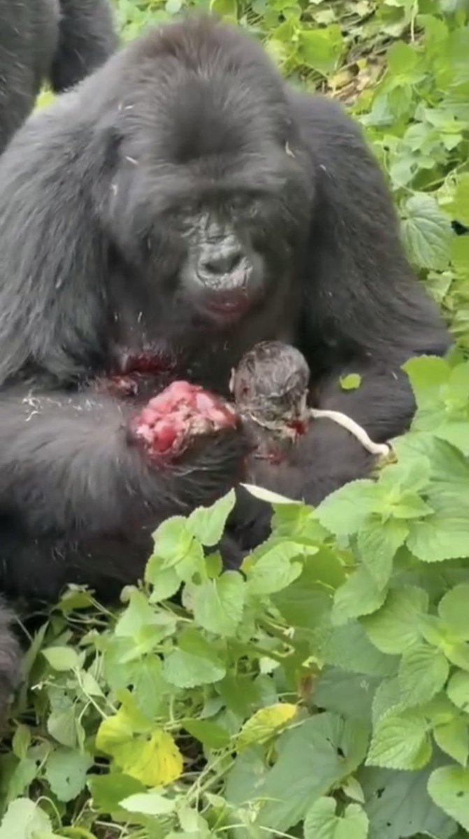 KkunSahNextICT's tweet photo. A female gorilla from the Habinyanja family in Bwindi gave birth in front of tourists yesterday and ate the placenta to regain energy. 🦍🥩

This rare ritual—witnessed by our clients—is a powerful reminder of the raw survival instincts in the wild
#GorillaTrekking #Uganda #Bwindi https://t.co/ev9SqiGGFi