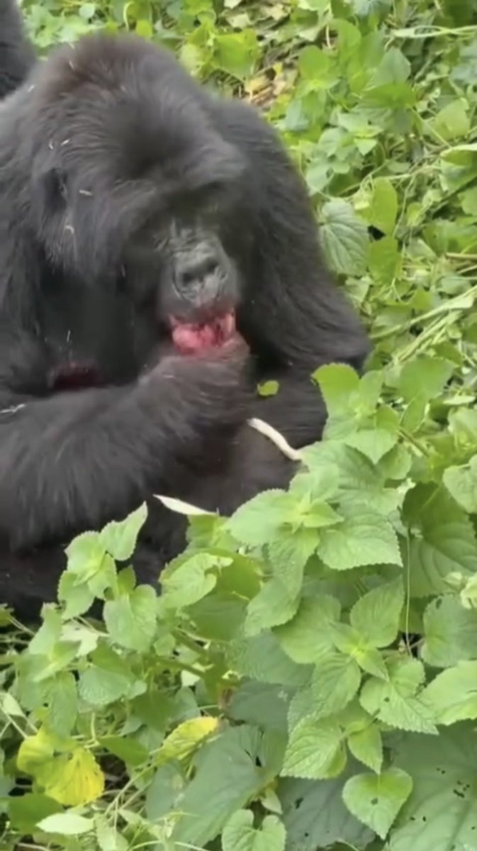 KkunSahNextICT's tweet photo. A female gorilla from the Habinyanja family in Bwindi gave birth in front of tourists yesterday and ate the placenta to regain energy. 🦍🥩

This rare ritual—witnessed by our clients—is a powerful reminder of the raw survival instincts in the wild
#GorillaTrekking #Uganda #Bwindi https://t.co/ev9SqiGGFi