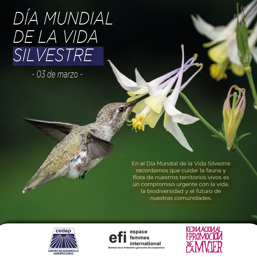 CEDAPAYACUCHO's tweet photo. 🟢 | Día Mundial de la Vida Silvestre 🦌🌳
Proteger la fauna y flora es defender la vida. Frente al extractivismo que amenaza nuestros ecosistemas, resistimos, cuidamos y defendemos la biodiversidad por un futuro digno. 🤎🌿 https://t.co/l2DEmTK0sc