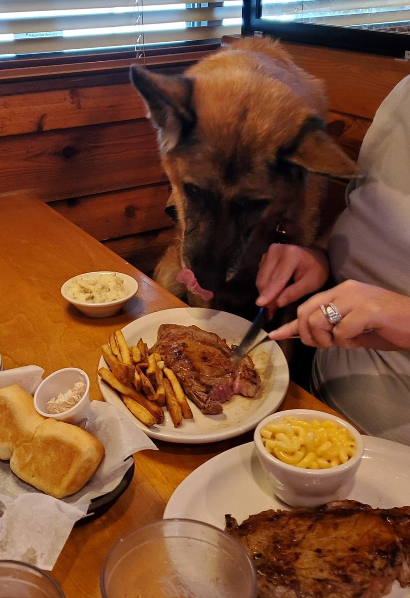 DogLovers03's tweet photo. To everyone bitching about Texas Roadhouse allowing that dog who was deployed twice, to eat a steak in the restaurant on Veterans Day, I'd rather sit next to him than rowdy, bratty kids all day long. I can guarantee that dog is cleaner and more quiet.  He isn’t up being allowed to run around like he (and his parents) were raised in a barn! Petmatchmaker Rescue South supports Texas Roadhouse, Veterans and all Military Working Dogs.