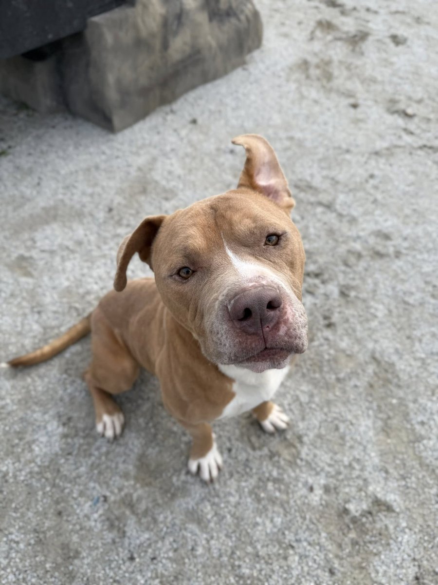 Pennsylvania SPCA tweet media